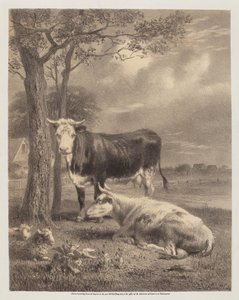 Bovini che ruminano da Joseph Foxcroft Cole