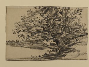 Studio di alberi, 1870 da Joseph Frank Currier