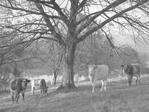Un gruppo di mucche in un campo con un lago sullo sfondo