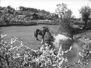 Fiore in primo piano con cavallo in piedi accanto a un ruscello nel campo oltre da Joseph Hardman
