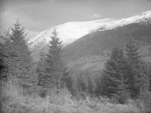 Alberi di Natale che crescono con le colline innevate alle spalle da Joseph Hardman