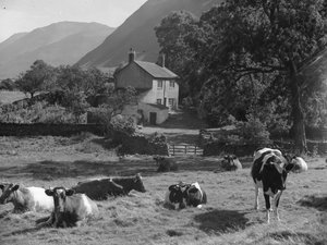 Mucche sdraiate nel campo vicino alla strada e alla Gillerthwaite House con le colline sullo sfondo