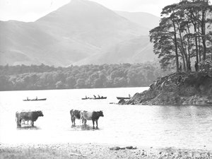 Mucche in piedi nelle secche a Thirlmere con il lago, barche a remi e caduti alle spalle da Joseph Hardman
