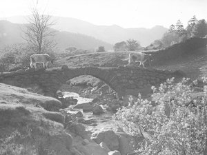 Mucche a passeggio su un ponte di pietra con ruscello sottostante
