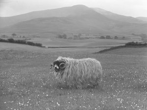 Pecora Rough Fell vincitrice di un premio