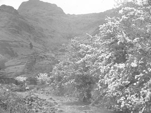 Fiume con alberi in fiore lungo la riva e Langdale Pike sullo sfondo