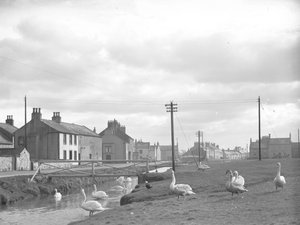 Strada di Allonby con cigni e ruscello da Joseph Hardman