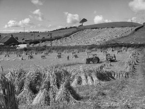 Trattore in campo che raccoglie il grano con un raccoglitore da Joseph Hardman