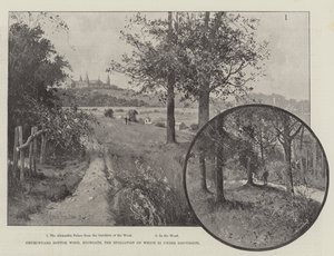 Churchyard Bottom Wood, Highgate, la spoliazione di cui è in discussione da Joseph Holland Tringham