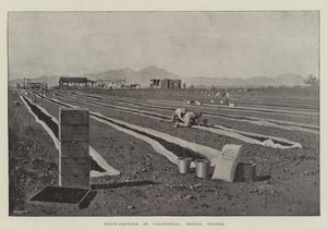 Coltivazione della frutta in California, essiccazione delle prugne