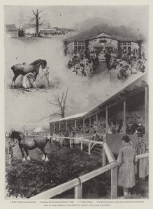 Vendita di cavalli Shire alla fattoria del Principe di Galles, Wolferton