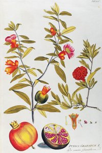 Melograno (Punica granatum) di Joseph Jacob von Plenck, da Icones plantarum medicinalium, Vienna