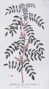 Indaco vero (Indigofera tinctoria) di Joseph Jacob von Plenck (1735-1807), da Icones plantarum medicinalium, Vienna