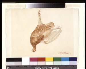 Gallo morto da Joseph Mallord William Turner