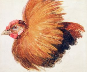 Gallo da combattimento, dal libro degli uccelli di Farnley, c.1816 da Joseph Mallord William Turner