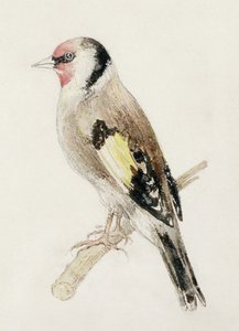 Cardellino, dal Libro degli Uccelli di Farnley, c.1816 da Joseph Mallord William Turner