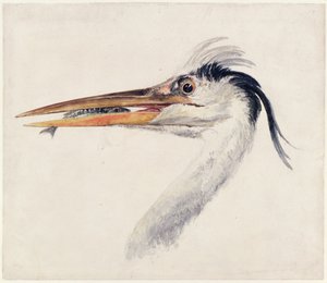 Airone, dal Libro degli Uccelli di Farnley, c.1816 da Joseph Mallord William Turner