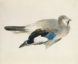 Ghiandaia, dal Libro degli Uccelli di Farnley, c.1816