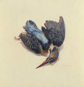Martin pescatore, dal Libro degli Uccelli di Farnley, c.1816