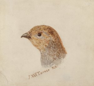 Pernice, dal Libro degli Uccelli di Farnley da Joseph Mallord William Turner