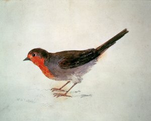 Pettirosso, dal Libro degli Uccelli di Farnley, c.1816 da Joseph Mallord William Turner