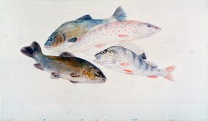 Studio di pesci: Due tinche, una trota e un persico, c. 1822-1824 da Joseph Mallord William Turner