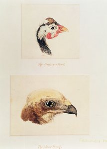 La faraona e il falco della palude da Joseph Mallord William Turner