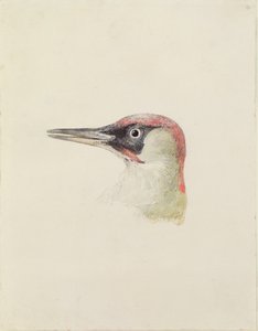Picchio, dal Libro degli Uccelli di Farnley, c.1816