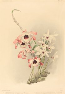 Dendrobium Hybridium Venus e Dendrobium Hybridium Cassiope da Joseph Mansell