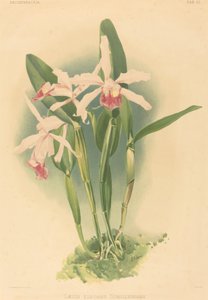 Laelia Elegans Schilleriana da Joseph Mansell