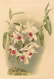 Dendrobium Leechianum da Joseph Mansell after Henry George Moon