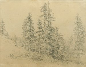 Abete nobile da Joseph Martin Höger