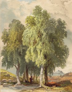 Gruppo di Betulle da Joseph Needham