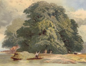 Gruppo di olmi sul Tamigi da Joseph Needham