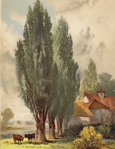 Pioppi lombardi, scena inglese da Joseph Needham