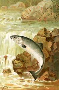 Un salto di salmone da Joseph Smit