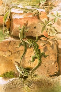 Lucertole da muro