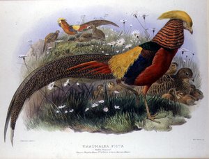 Thaumalea picta (Fagiano dorato) inciso da M. & N. Hanhart da Joseph and Smit J. Wolf