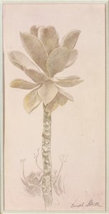 Studio dei fiori