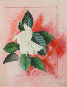Gardenia, 1940 circa (matita a colori e grafite su carta)