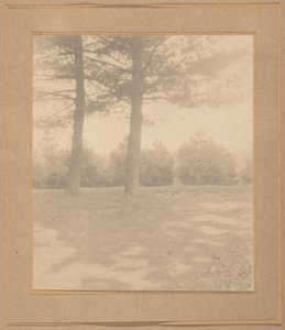 Paesaggio con alberi, c. 1900 (foto) da Joseph T. Keiley