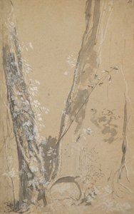 Studio di alberi troppo cresciuti, verso: Studio di un cipresso e due alberi troppo cresciuti da Joseph Werner