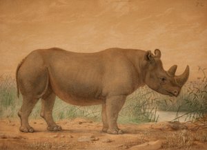 Rinoceronte africano da Joseph Wolf