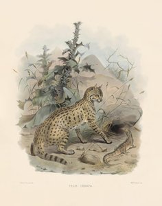  da Joseph Wolf