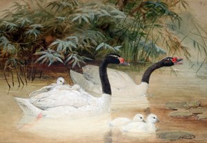 Cigno dal collo nero (Cygnus nigricollis), 1852-54 da Joseph Wolf