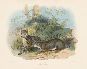  da Joseph Wolf