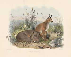  da Joseph Wolf