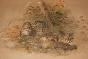 Leopardo nebuloso (Felis macrocelis) da Joseph Wolf