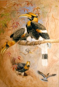 Bucero bicorne (Dichoceros bicornis), 1856-67 da Joseph Wolf