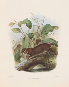  da Joseph Wolf